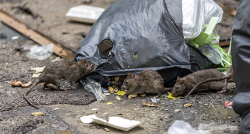 Billede af rotter i affald