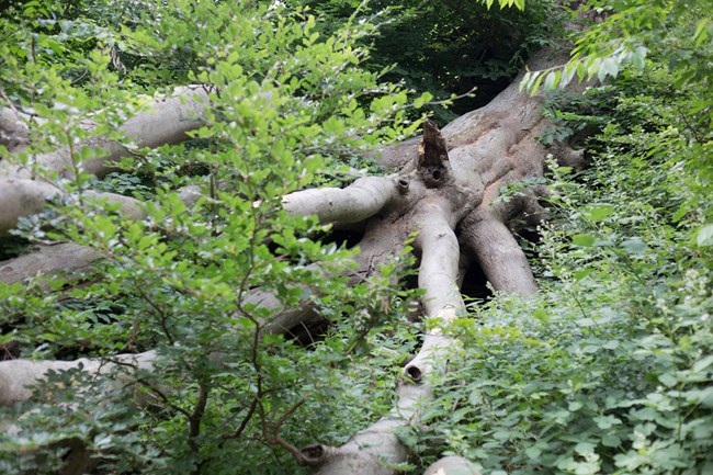 foto: Noergaard. forestiller faldet træ i skov