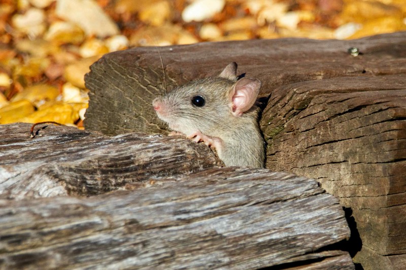 Nyhedsartiklens baggrundsbillede